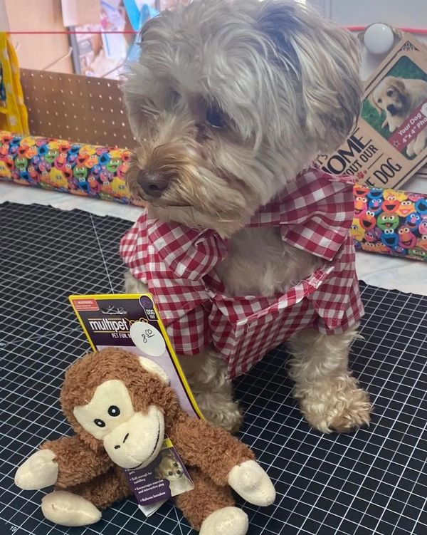 The Posh Pet Boutique Dog Clothes, Dog Boutique